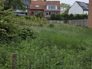borsbeek-mane1
