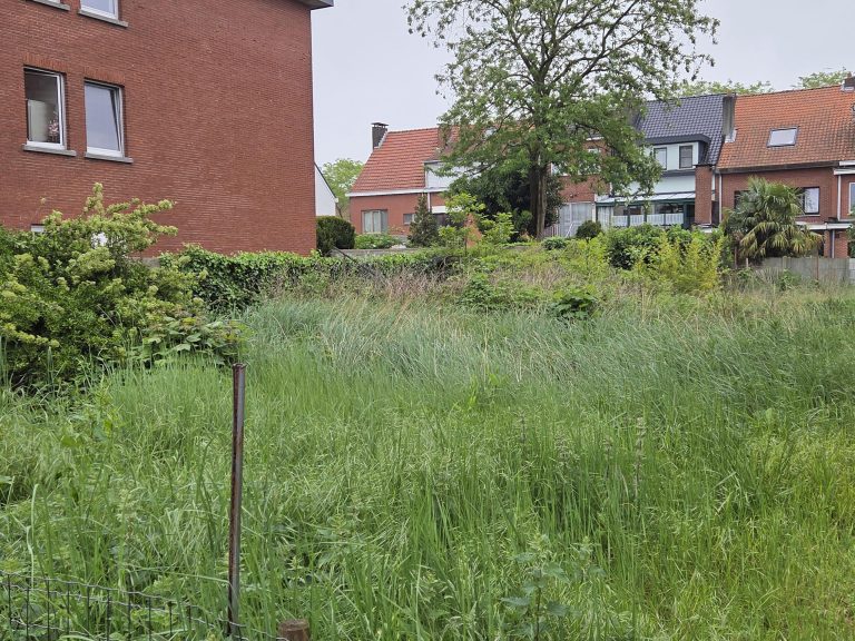 borsbeek-mane2